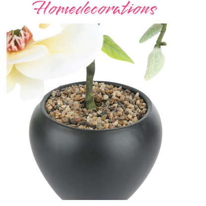 CAUCASIAN PLANTER IN BLACK CERAMIC POT