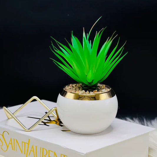 WHITE TINGER PLANT
